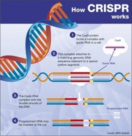 CRISPR