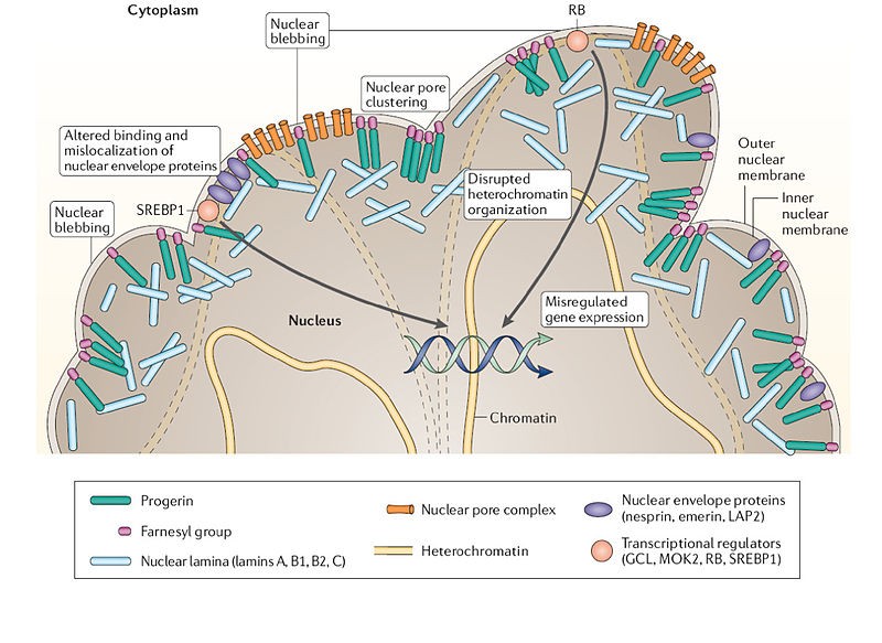 lamina-cellule-membrane